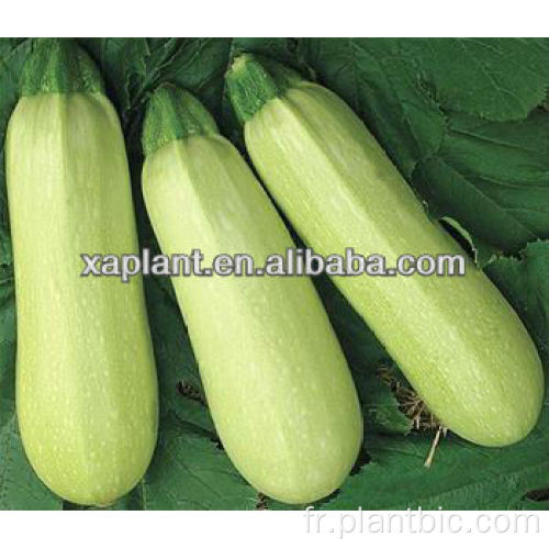 Nourriture 100% Cucurbita pepo poudre